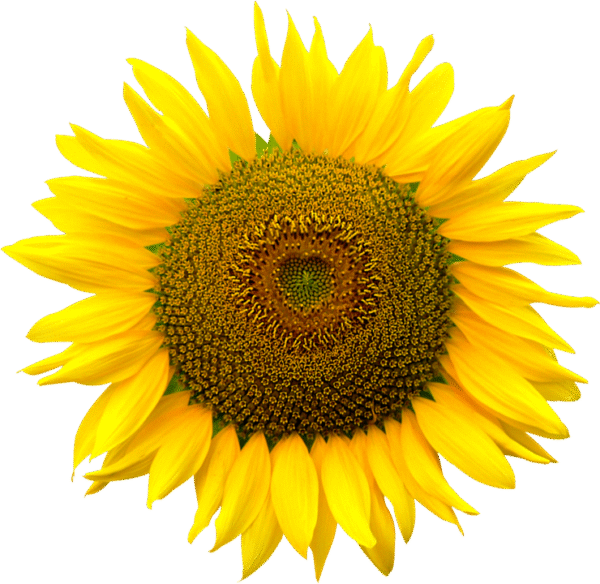 sunflower-png