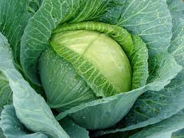Carina Cabbage 10g-ZMS