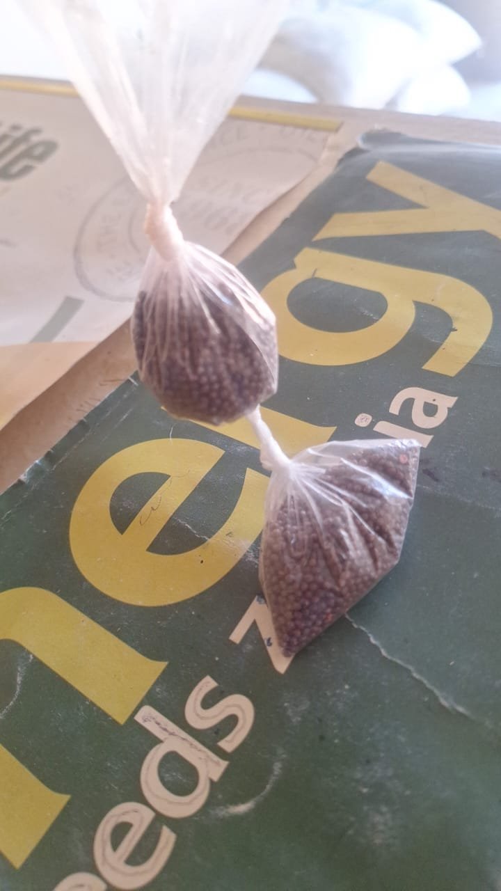 Rape small packs plastic