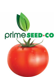 Primeseedco-Tomato Tengeru 97-10g